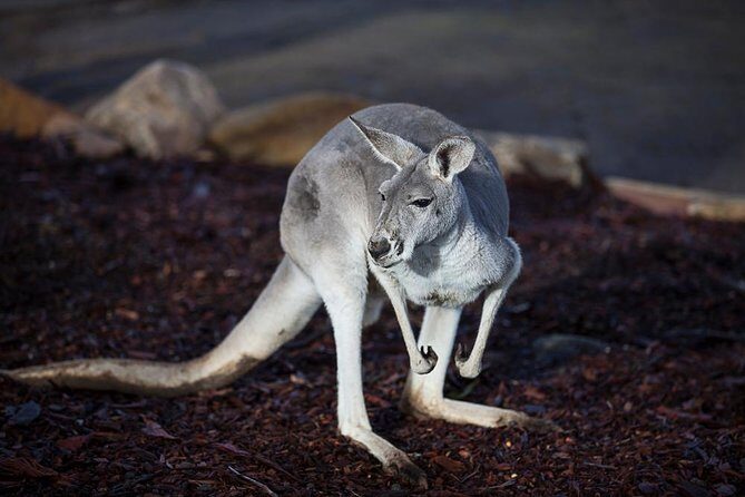 Private Tour: Blue Mountains Day Trip from Sydney - Who Is This Tour Best Suited For?