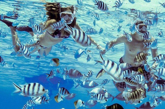 Private Tour: Bora Bora Lagoon Eco Snorkel Cruise - 3hrs or 6hrs - The Value of the Tour