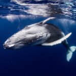 Private tour observing and swimming with humpback whales in Moorea - Who Should Consider This Tour?