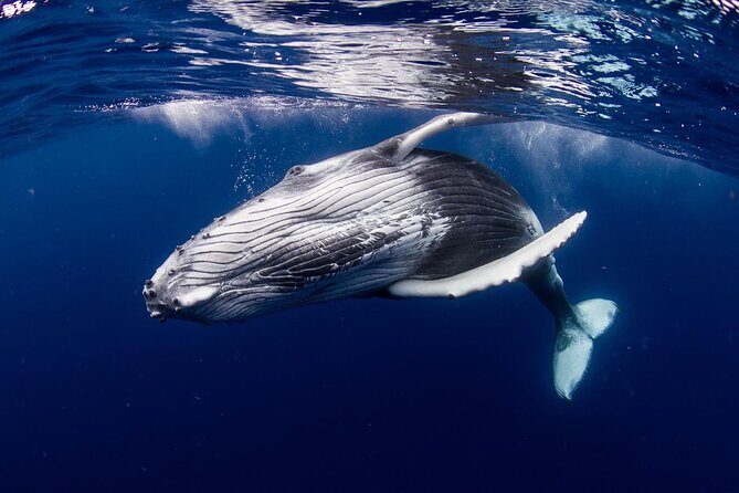 Private tour observing and swimming with humpback whales in Moorea - Who Should Consider This Tour?