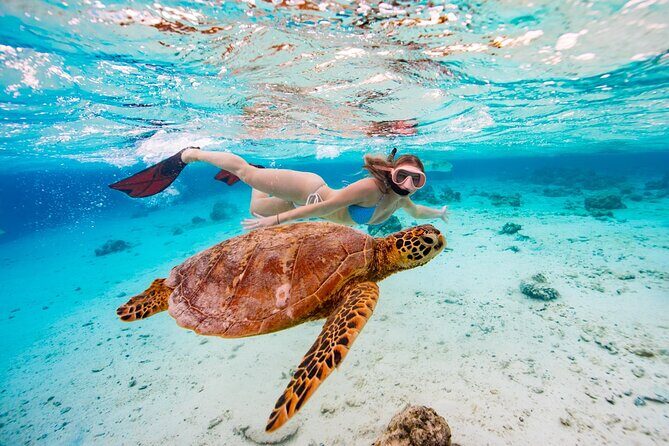 Private Turtle and Ray Tour Rarotonga - Who Should Consider This Tour?