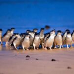 Puffing Billy Penguin Parade Mercedes Minibus Hotel Pickup - Who This Tour Is Perfect For