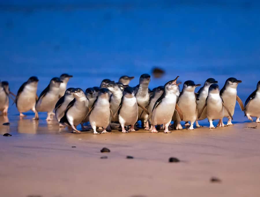 Puffing Billy Penguin Parade Mercedes Minibus Hotel Pickup - Who This Tour Is Perfect For