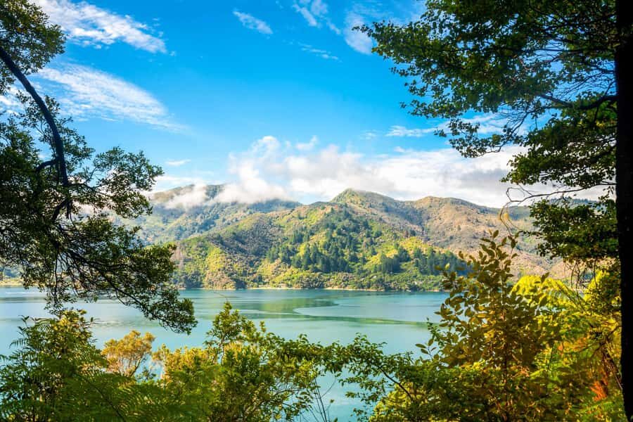 Queen Charlotte Track: Cruise & Self-Guided Hike from Picton - What Travelers Love