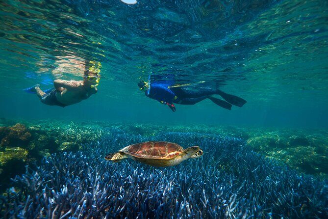 Quicksilver Great Barrier Reef Snorkel Cruise from Port Douglas - How the Tour Holds Up—Based on Reviews
