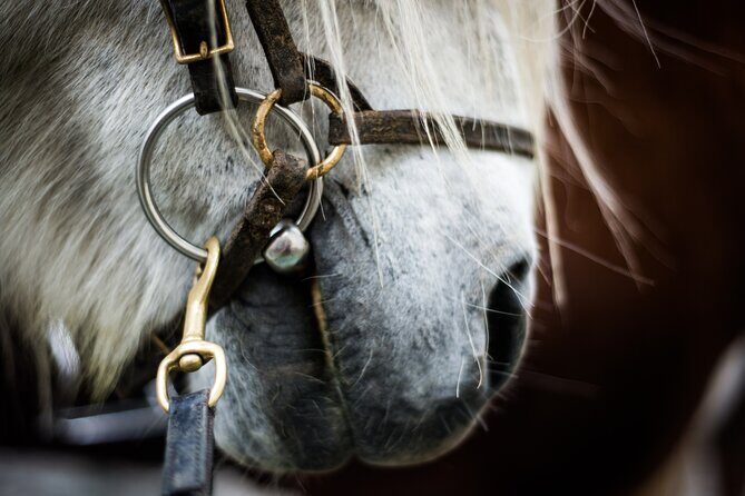 Red Lava Horse Riding Tour From Reykjavik - Pickup, Timing, and the Small-Group Logistics You Must Get Right