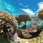Reef Discovery Private Half Day Lagoon Tour - The Real-World Experience: Pros & Cons