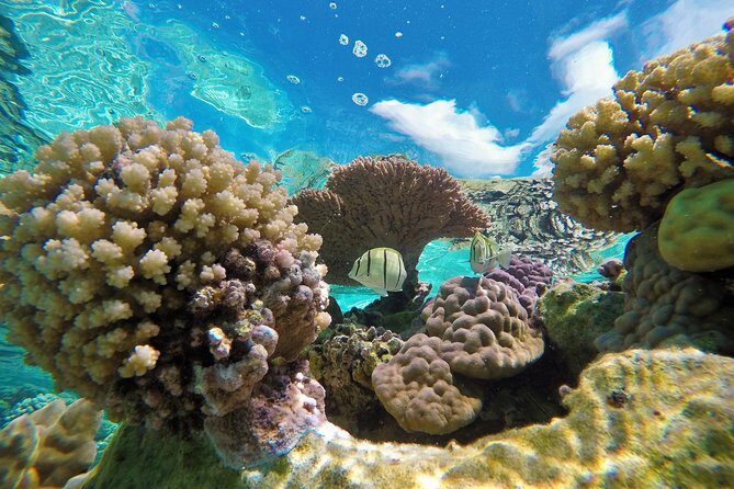 Reef Discovery Private Half Day Lagoon Tour - The Real-World Experience: Pros & Cons
