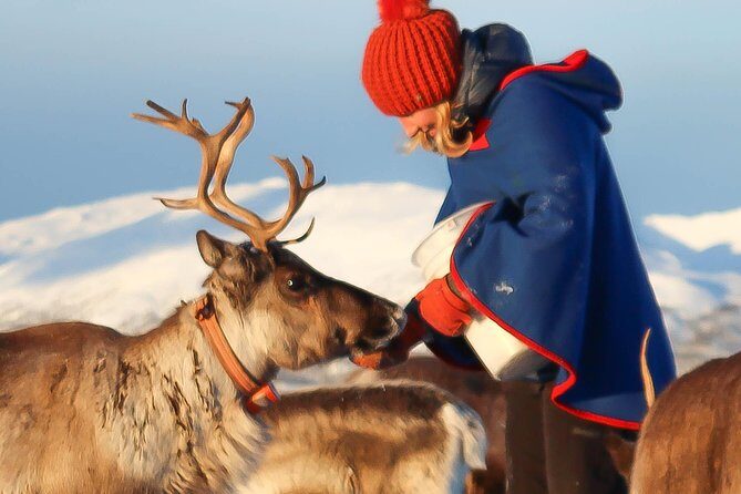 Reindeer Sledding Experience and Sami Culture Tour from Tromso - What You’ll Really Be Doing (In Plain Language)