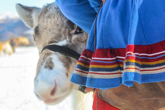 Reindeer Feeding and Sami Culture Including Lunch from Tromso - At the Sami camp: feeding 300 reindeer (and what that feels like)