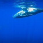 Respectful whale excursion to Tahiti in 4h30 - The Itinerary: What to Expect