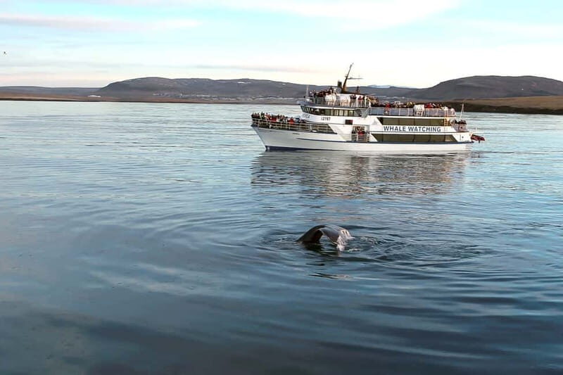 Reykjavik: Whale Watching Tour with Expert Guide - Andrea vs Express: choosing the best boat and departure for your day