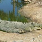 Rockhampton: Koorana Crocodile Farm Guided Tour - Experience Breakdown