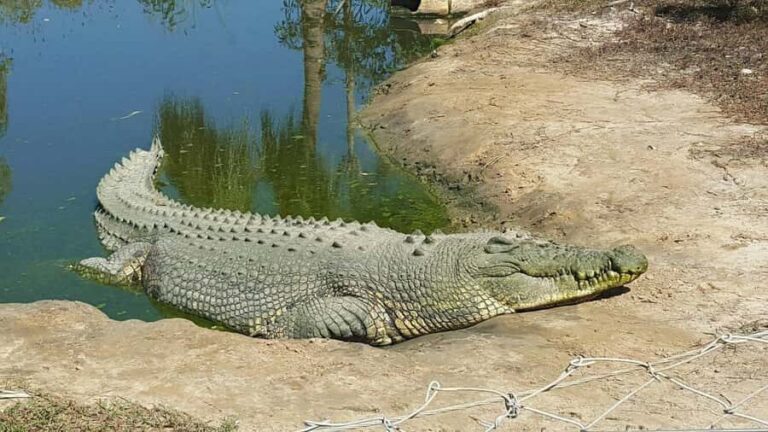 Rockhampton: Koorana Crocodile Farm Guided Tour - Experience Breakdown