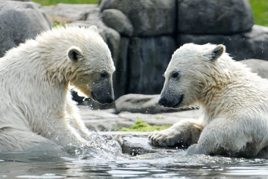 Rotterdam: Rotterdam Zoo Blijdorp Entry Ticket - Ticket basics: what you’re actually buying