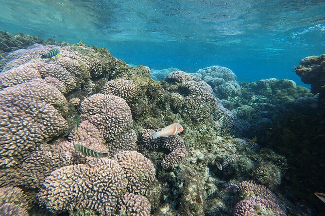 Rottnest Island 'Snorkel and Sail' - The Value and Cost