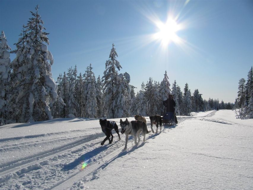 Rovaniemi: Apukka Husky Adventure 7km, self-driven - Getting There: Two Pickup Points and One Timing Rule