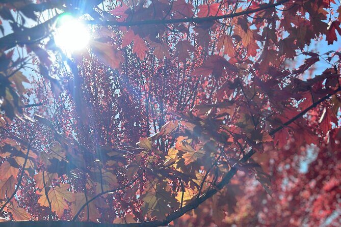 SA highlights incl Hahndorf, Victor Harbour, d'arenberg 'Cube' - The Practicalities: Transportation and Group Size