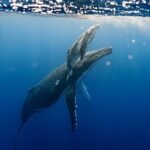 Sacred Experience Swimming with a Whale in Moorea - Potential Drawbacks or Considerations
