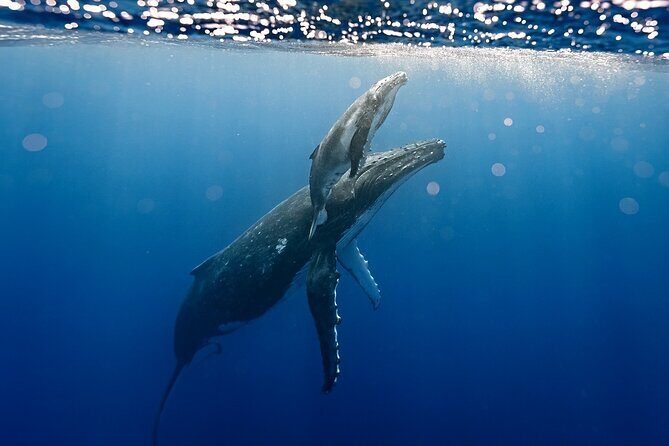 Sacred Experience Swimming with a Whale in Moorea - Potential Drawbacks or Considerations