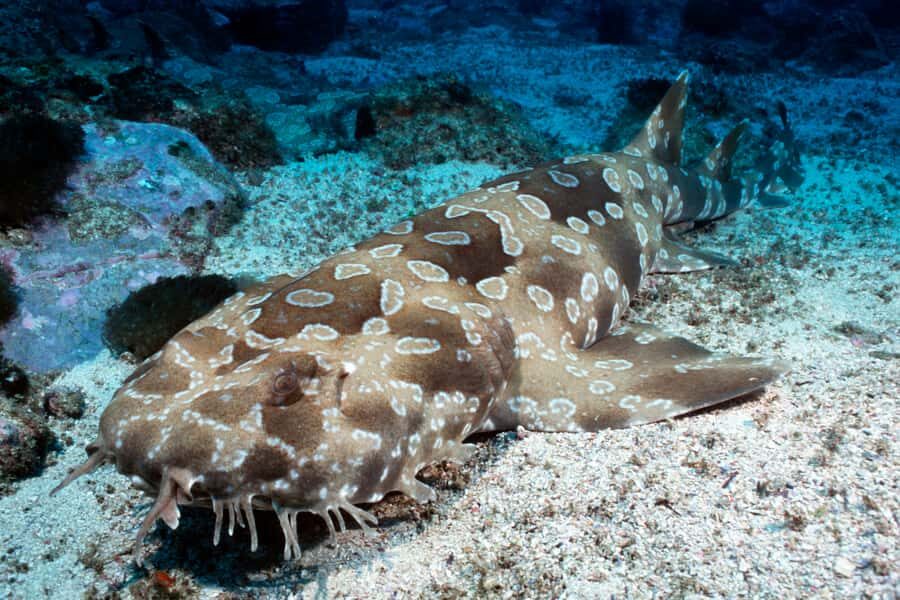 Sea Life Kelly Tarlton's Aquarium General Admission - Visiting Details and Practical Tips