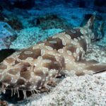 SEA LIFE Kelly Tarlton's General Admission - Who Is This Tour Best For?