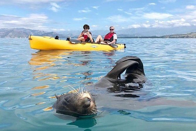 Seal Kayaking Adventure in Kaikoura - The Wildlife Encounters