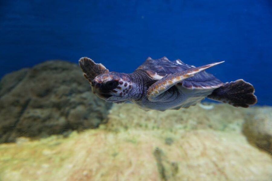 Seville Aquarium Admission Ticket - Price and value check: is $20 a fair deal?