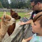 Sheep World Country Tour from Auckland - Things to Keep in Mind