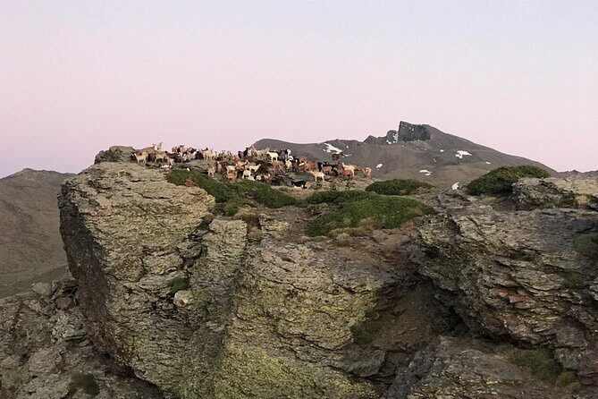 From Granada: Sierra Nevada Safari tour up to 2500 meters high - The Guides: Why They Matter More Than Youd Think