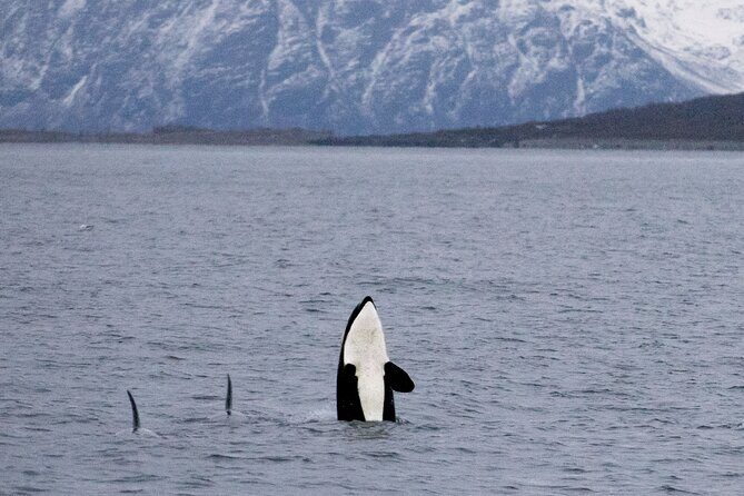 Silent Whale Watching by Hybrid-Electric Boat from Tromsø - The Whale-Watching Zone: What to Expect