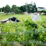Sirromet Winery Tour and Taste and 2 Course Lunch - Authentic Experiences and Real Impressions