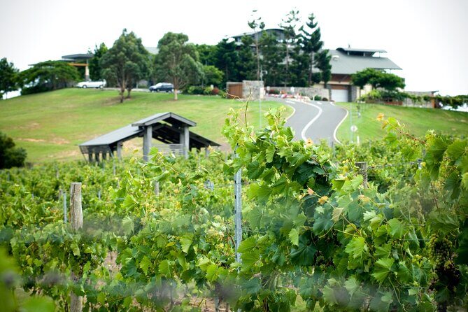 Sirromet Winery Tour and Taste and 2 Course Lunch - Authentic Experiences and Real Impressions