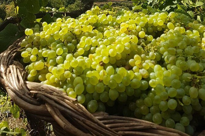 Skywalk with Wines Tasting and Vineyards Half day 4x4 Adventure - Stop 2: São Vicente vineyards and the tasting setup (2 hours)