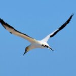Small group guided sea kayaking in Akaroa marine reserve - Diving into the Itinerary