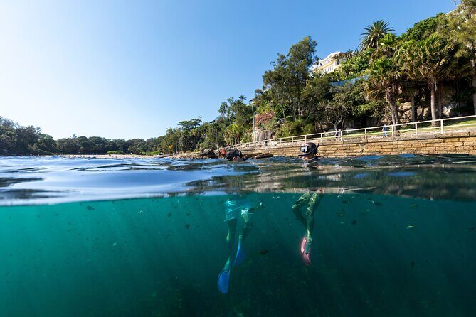 Small Group Manly Snorkel Tour and Nature Walk with Local Guide - Why Travelers Keep Coming Back