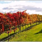 Small group - Napier Premium Wineries+ Beer tour -5.0 - 5.5 hours - Final Thoughts