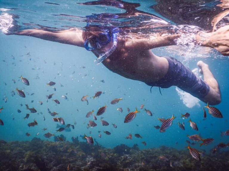 Snorkeling Tour: Discover Sydneys impressive sea life - What to Expect in the Water