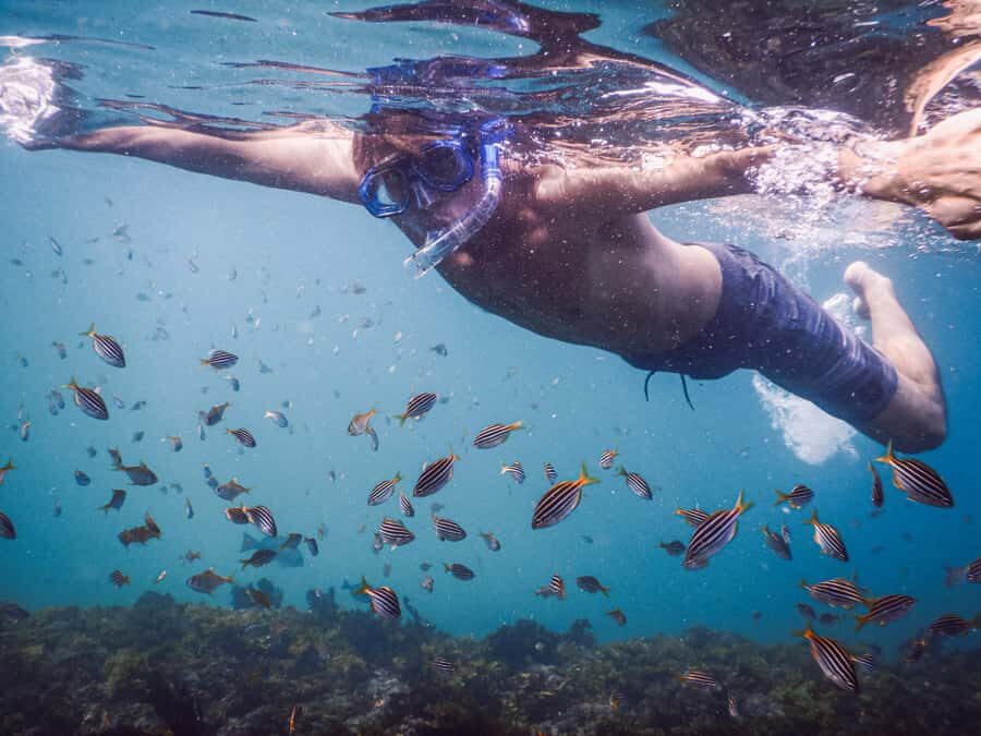 Snorkeling Tour: Discover Sydneys impressive sea life - What to Expect in the Water