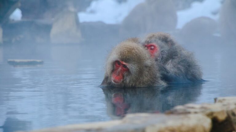 Japanese macaques in hot spring Nagano