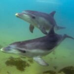 Sorrento: Dolphins & Seals Snorkeling Cruise w/ Lunch - Starting Point and Logistics