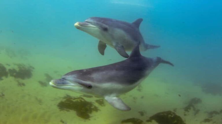 Sorrento: Dolphins & Seals Snorkeling Cruise w/ Lunch - Starting Point and Logistics