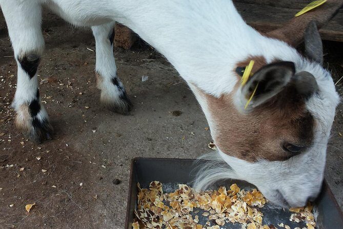 Sorrento Farm and Food Experience including Olive Oil, Limoncello, Wine tasting - The People Behind the Experience