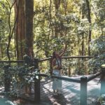 Springbrook andTamborine Rainforest Tour Incl Natural Bridge and Glow Worm Cave - Authentic Experiences Highlighted by Travelers