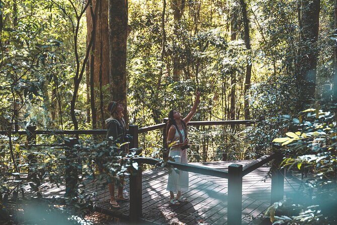 Springbrook andTamborine Rainforest Tour Incl Natural Bridge and Glow Worm Cave - Authentic Experiences Highlighted by Travelers