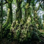 Springbrook Waterfalls & Natural Bridge Tour from Gold Coast - Final Thoughts