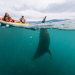 Sunset Kayak tour in Kaikoura - FAQ