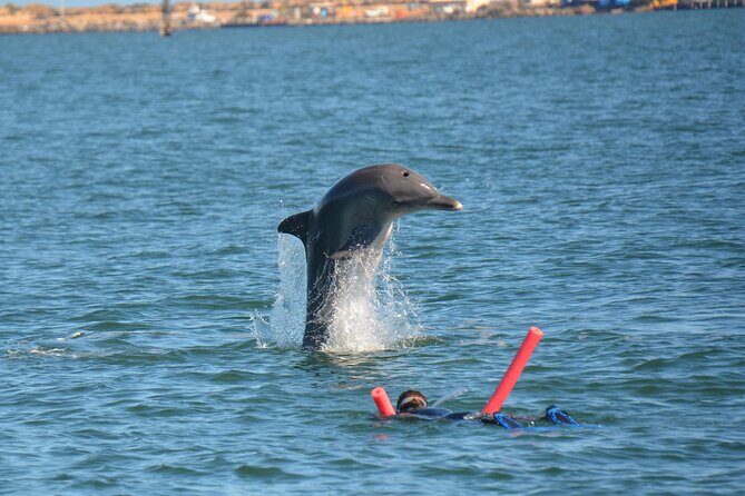 Swim With The Dolphins Experience in Bunbury Australia - Final Thoughts