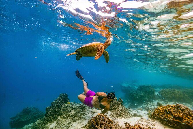 Swim With The Turtles Rarotonga - The Group and Timing