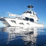 Swim With Wild Dolphins in Tauranga - The Itinerary — What You Can Expect